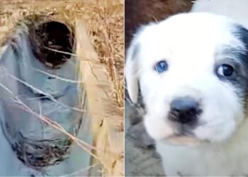 Brave Rescue of Abandoned Puppy Trapped in Sewer