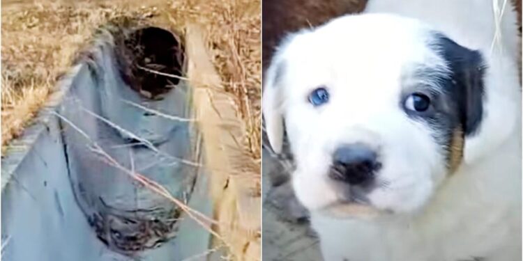Brave Rescue of Abandoned Puppy Trapped in Sewer