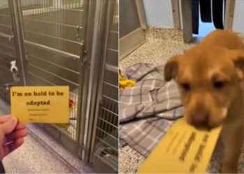 Man Gifts Special Adoption Card to Puppy Who Recognizes Its Meaning