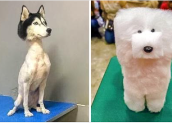 15+ Funny Examples of Pet Haircuts Gone Wrong