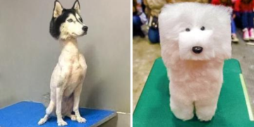 15+ Funny Examples of Pet Haircuts Gone Wrong