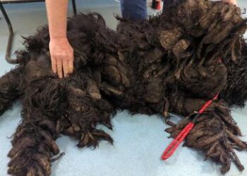 Matted Fur Pile Reveals Sweetest Face Buried Deep Underneath