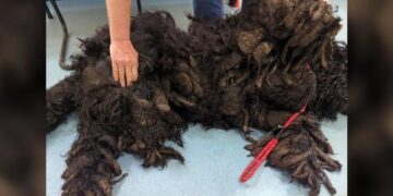 Matted Fur Pile Reveals Sweetest Face Buried Deep Underneath
