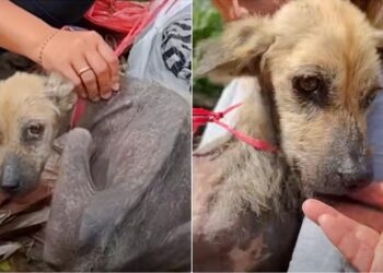 Rescued Dog Found Searching for Food in Trash While Tethered
