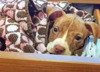 Tiny Puppy Cleverly Sneaks Under Fence Into Couple’s Dresser Drawer