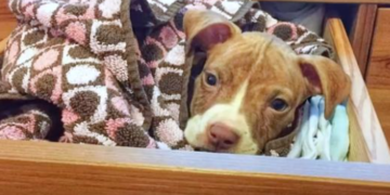 Tiny Puppy Cleverly Sneaks Under Fence Into Couple’s Dresser Drawer