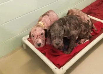 5 Bald Puppies Found Abandoned on the Roadside Greet Their Rescuers with Kisses
