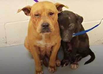 Abandoned Dogs Stick Together at Shelter After Owner Abandons Them Without Explanation