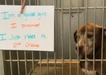 Ignored For More Than a Decade The Dog Finally Found Her Person