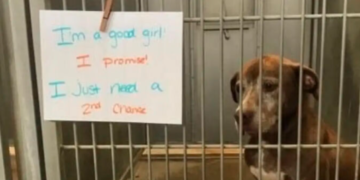 Ignored For More Than a Decade The Dog Finally Found Her Person