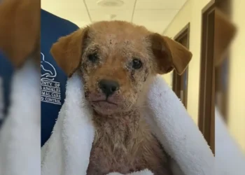 A Once Sad Puppy, Plagued by Mange and Unable to Walk, Now Hops Around Gleefully Like a Bunny