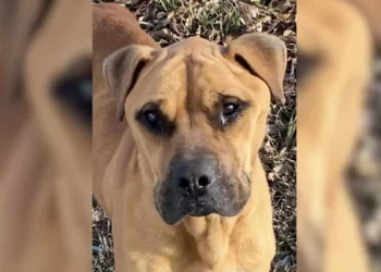 Abandoned Puppy with Tears in His Eyes Finds Hope in Rescuer’s Arms