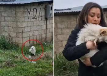 Winter’s Chill and a Stray Dog’s Fight for Survival Lead to a Heartwarming Rescue