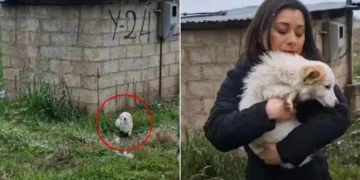 Winter’s Chill and a Stray Dog’s Fight for Survival Lead to a Heartwarming Rescue