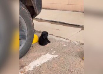 Shoppers Discover Adorable ‘Little Bear’ Asleep in Parking Lot, Seeking a Warm Place