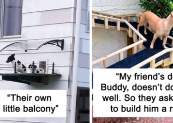 25 Moments Dogs Deserved Luxurious Houses And People Accepted The Challenge