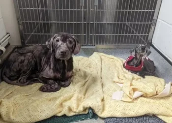 Dog Friends Saved from Streets in Bad Shape Heal Amazingly Well Together