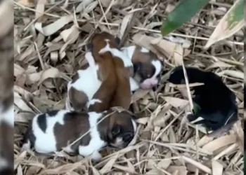 Abandoned Newborn Puppies Shiver and Cry for Their Mother