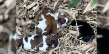 Abandoned Newborn Puppies Shiver and Cry for Their Mother