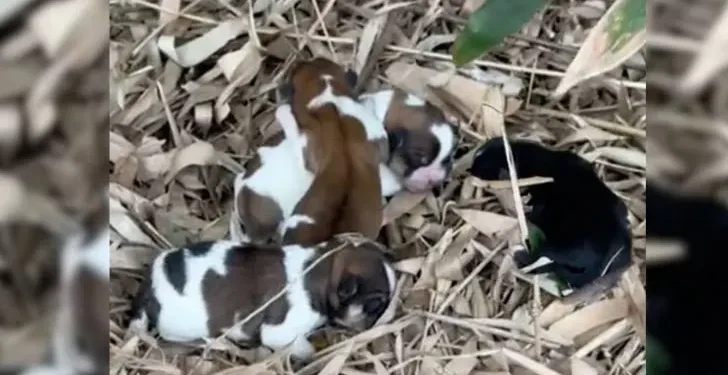 Abandoned Newborn Puppies Shiver and Cry for Their Mother