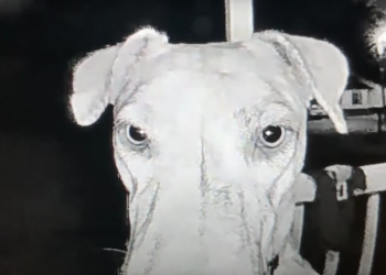 Lost Dog Rings Own Doorbell at 3 AM Following Wild Adventure