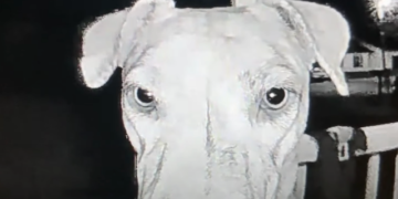 Lost Dog Rings Own Doorbell at 3 AM Following Wild Adventure