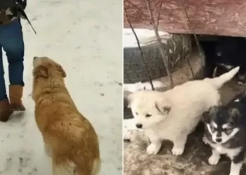 Heroic Mama Dog Seeks Help for Her Puppies in Harsh Winter Weather