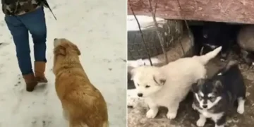 Heroic Mama Dog Seeks Help for Her Puppies in Harsh Winter Weather
