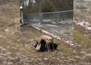 Grateful Mother Dog Finds Unique Way to Show Appreciation to Woman Who Saved Her Puppies