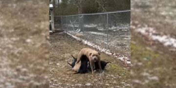 Grateful Mother Dog Finds Unique Way to Show Appreciation to Woman Who Saved Her Puppies