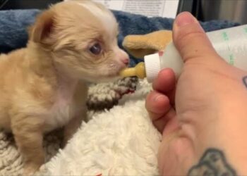Newborn Puppy Who Was Struggling Without Her Mom Gets Help from An Amazing Person