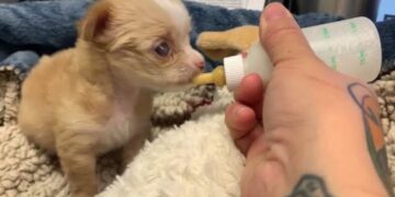 Newborn Puppy Who Was Struggling Without Her Mom Gets Help from An Amazing Person
