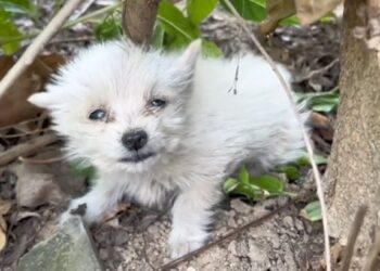 Lonely Puppy’s Cries of Despair End as Kind Souls Come to the Rescue