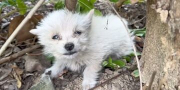 Lonely Puppy’s Cries of Despair End as Kind Souls Come to the Rescue