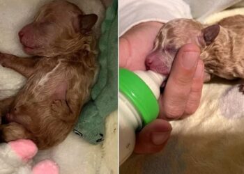 Puppy Rejected By His Mom For Leg Deformity Turns Into Adorable Teddy Bear