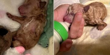 Puppy Rejected By His Mom For Leg Deformity Turns Into Adorable Teddy Bear