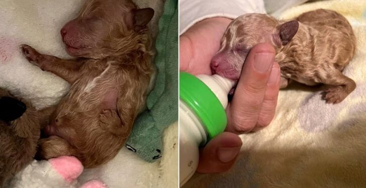 Puppy Rejected By His Mom For Leg Deformity Turns Into Adorable Teddy Bear