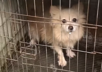 Neglected Dog Caged for Two Years Receives Pampering Spa Day to Erase Signs of Past Neglect