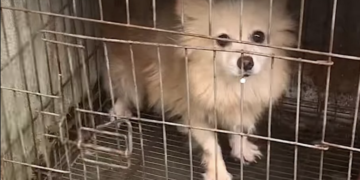 Neglected Dog Caged for Two Years Receives Pampering Spa Day to Erase Signs of Past Neglect