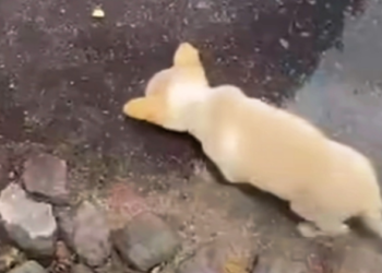 Stranger Rushes to Rescue Thrown Puppy Drinking From Puddle