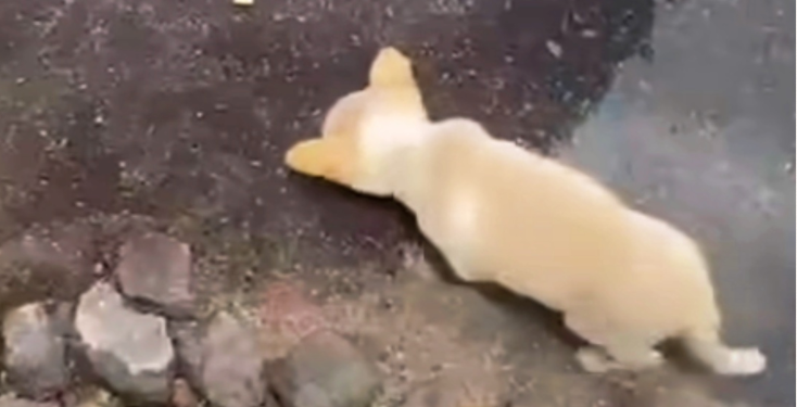 Stranger Rushes to Rescue Thrown Puppy Drinking From Puddle