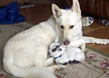 The Baby Goat Thinks That This German Shepherd Is Her Mama