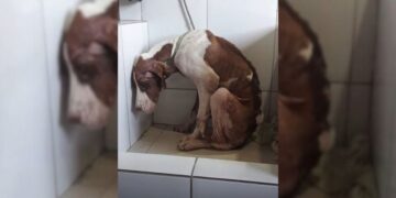 Helpless Pup Abandoned on Roadside Hopes For a Better Tomorrow