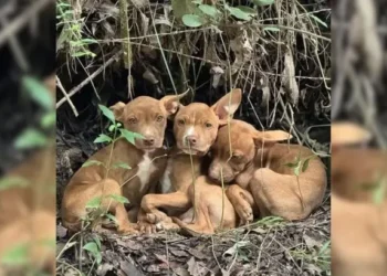 Three Adorable Puppies Abandoned in the Forest Beg People To Rescue Them