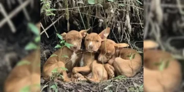 Three Adorable Puppies Abandoned in the Forest Beg People To Rescue Them