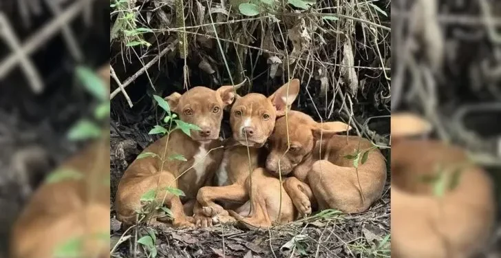 Three Adorable Puppies Abandoned in the Forest Beg People To Rescue Them