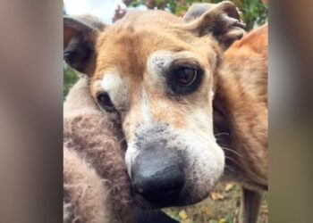 Heartbroken Senior Dog Waits in Driveway for Owner Who Won’t Return