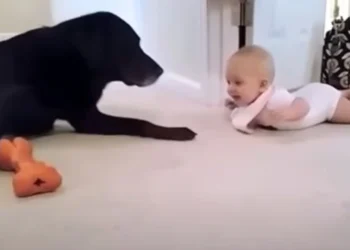 Dad Captures Baby’s First Crawl, Dog’s Loving Reaction Gets 29M Views