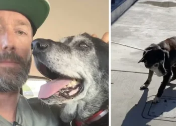Man Adopts Aging Dog from Shelter to Ensure He Doesn’t Spend His Final Days Alone
