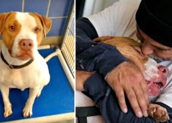 Forced to Part by Rules, a Man and His Dog’s Emotional Reunion Warms Hearts.